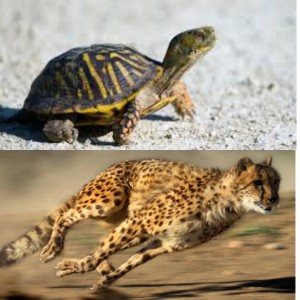 Создать мем: turtle and tortoise difference, коробчатые черепахи, Животное