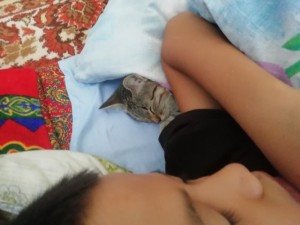 Create meme: girl sleeps with a cat, cat, seals