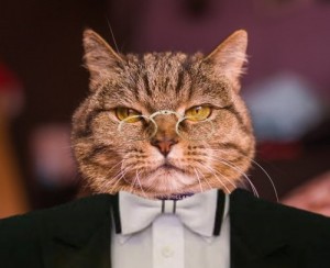 Create meme: cat, Godfather cat