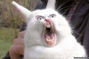 Create meme: cat, screaming hare, funny Bunny