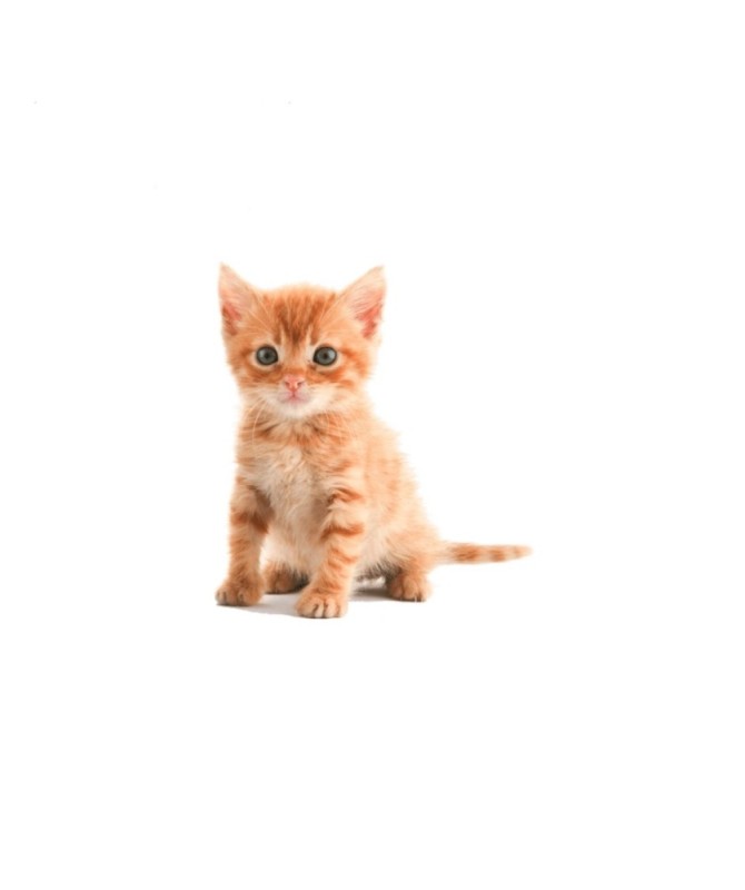 Create meme: red cat on a white background, a red cat on a white background, a red-haired kitten on a white background