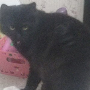 Создать мем: бомбейская кошка, кошки, черная кошечка