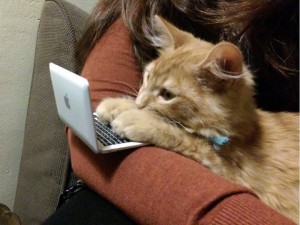 Create meme: funny cats, the cat at the computer, cat for laptop