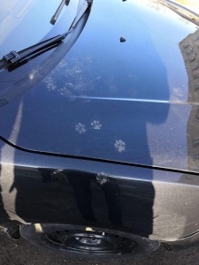 Create meme: polishing car body, auto, spots on the varnish car