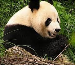 Создать мем: бамбуковая панда, панда животное, большая панда большие панды
