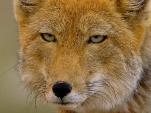 Создать мем: tibetan fox, тибетская лисица, лиса