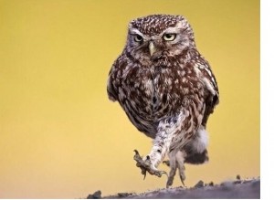 Create meme: owl is, owls, owl