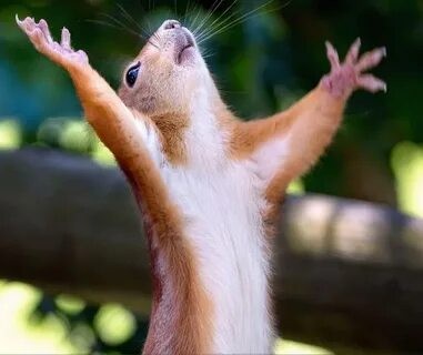 Create meme: finally, joyful squirrel, protein with raised legs