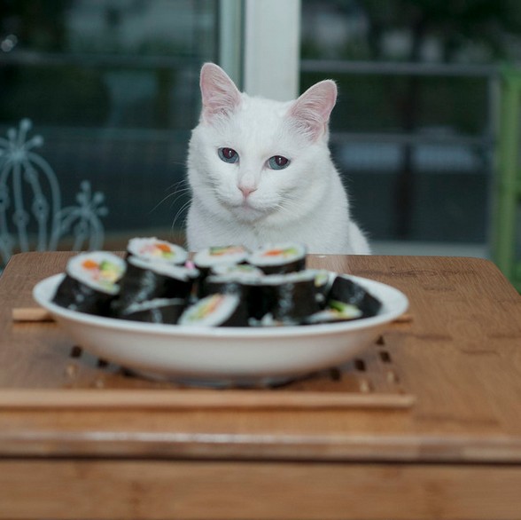 Create meme: cat food, a domestic cat, cat 