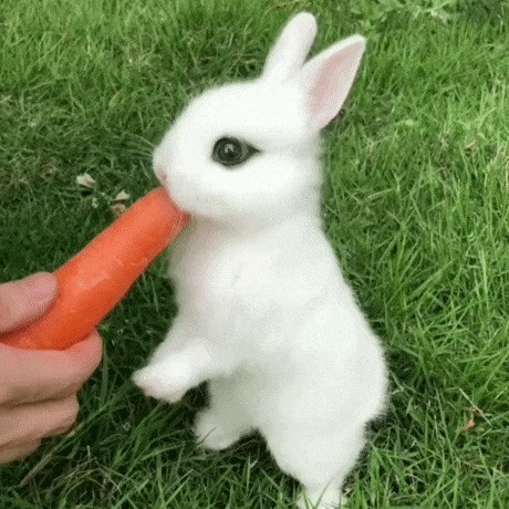 Create meme: rabbit eats carrot, a hare eats a carrot, the rabbit is funny