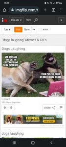 Create meme: dog, screenshot, laughing dog meme