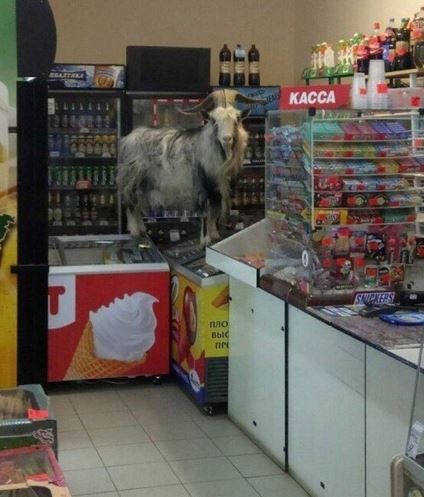 Create meme: The goat shop, The goat behind the counter, goat 