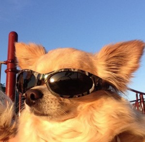Создать мем: животные домашние, собака в солнечных очках сток, животные
