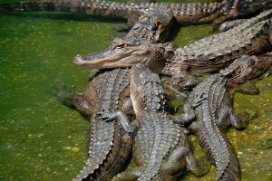 Create meme: wild animals, crocodile alligator