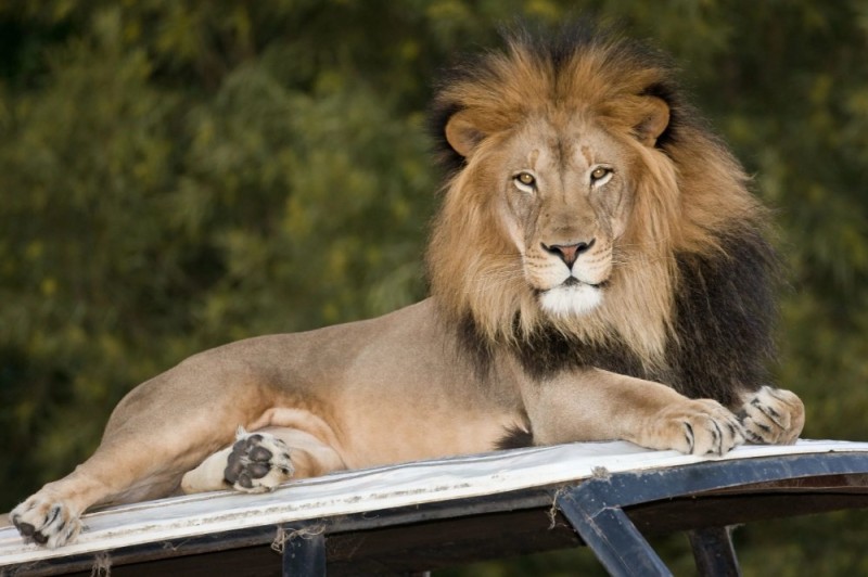 Create meme: Leo , Kaliningrad Lion Zoo, beautiful lion