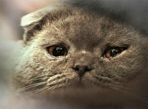 Создать мем: печальный кот мем, плачущий кот, кот плачет