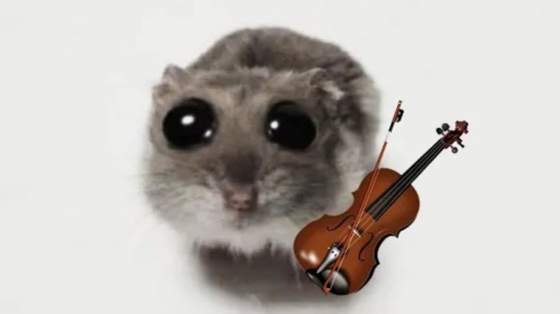 Create meme: nyashnye seals , hamster , hamster funny
