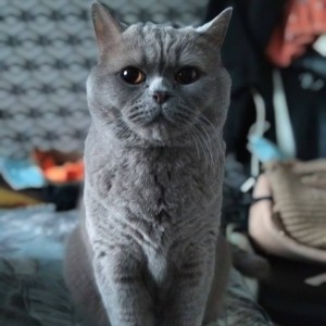Create meme: British cat breed, British blue cat, British cat