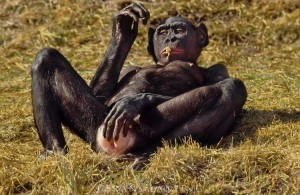Create meme: chimpanzees, female bonobos, Bonobo chimp