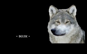 Create meme: wolf, wolf wolf wolf meme, wolf wolf wolf meme