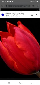 Create meme: tulips are beautiful, flowers tulips, red tulips