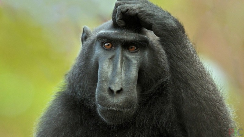 Create meme: pensive monkey , gorilla monkey, primate monkey