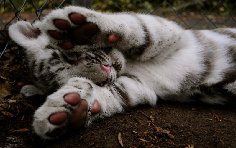Create meme: white tiger cubs, white tigers, tiger paw