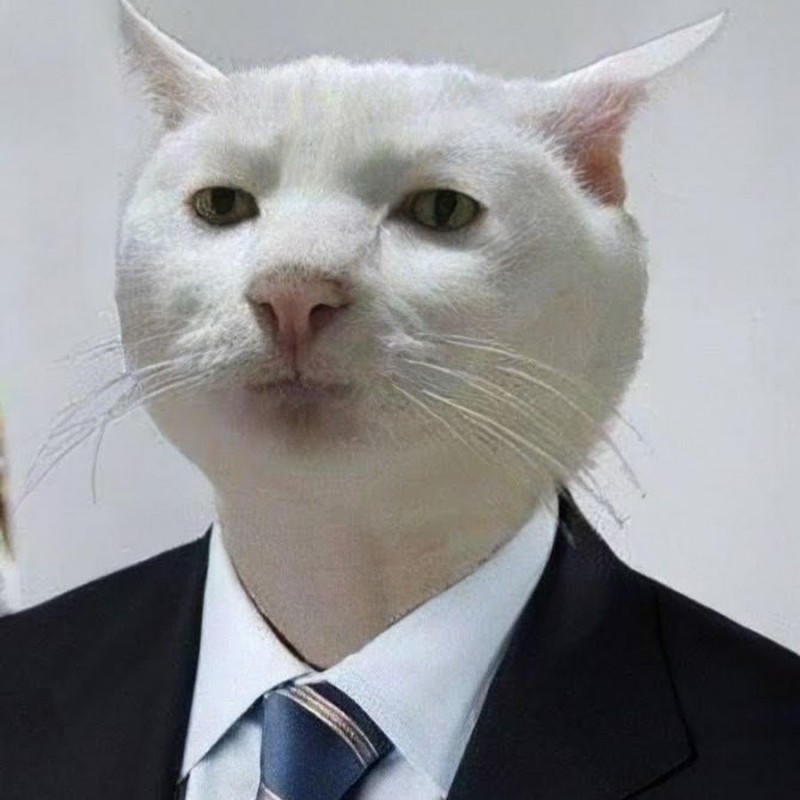 Create meme: cat acceptable, meme with a white cat, the cat from the meme