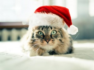 Create meme: Christmas cat, Christmas cats