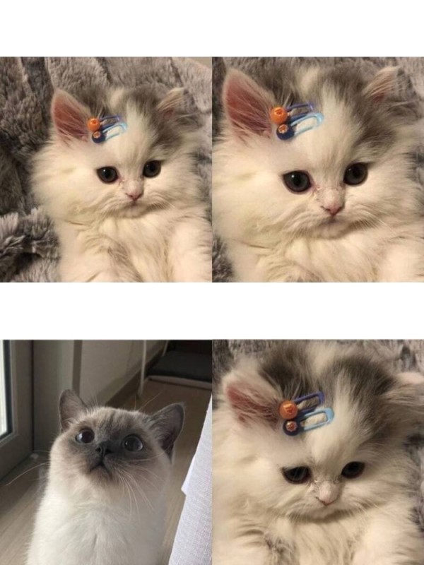 Create meme: memes cat, hairpin kittens, cat meme 