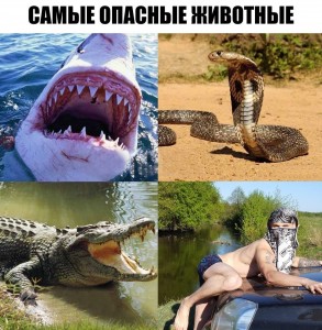 Create meme: crocodile, the most dangerous animals on the planet, cobra snake