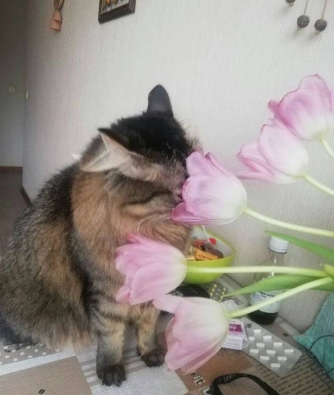 Create meme: cat with tulips, The cat sniffs the flowers, cat 