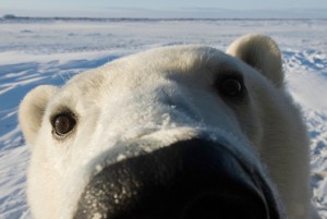 Create meme: polar bear