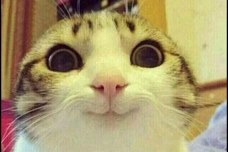 Create meme: smiling cat meme, cat funny , memes with cats 