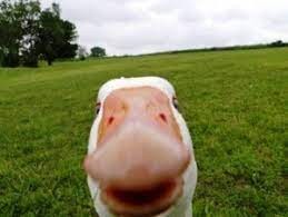 Create meme: goose, goose funny, untitled goose game