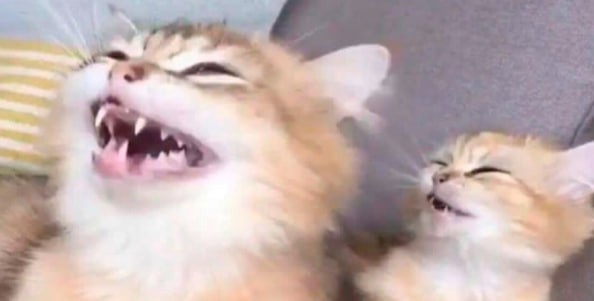 Create meme: cat , the cat screams, cat laughs meme