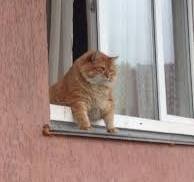 Создать мем: кот, кот выглядывает из окна, саютик кот
