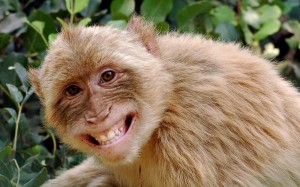 Create meme: macaques, monkey, monkey hi