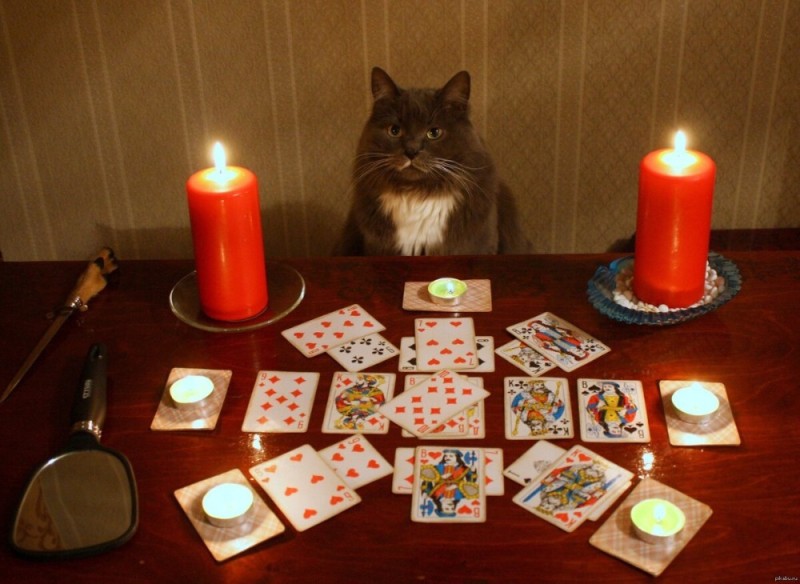 Create meme: the cat is reading the tarot, fortune teller cat, card divination