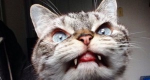 Создать мем: факты о котах и кошках, обиженный кот фото, обидчивый кот