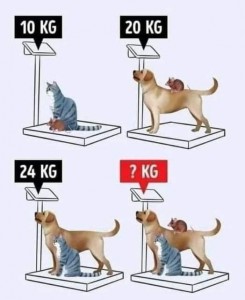 Создать мем: how tall is the table, собака, сколько весит собака