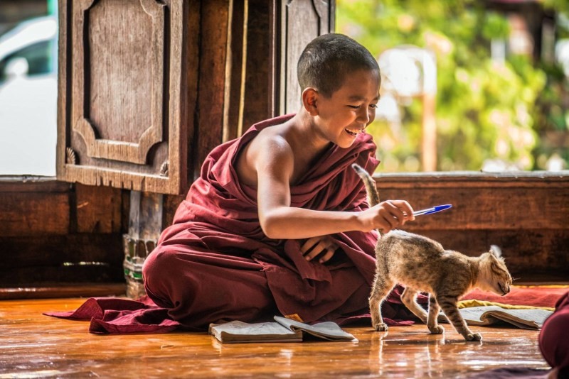 Create meme: animals in Buddhism, cat , a Buddhist monk