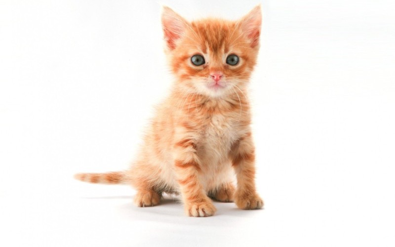 Создать мем: котенок белый фон, маленький котенок рыжий для фотошопа, кот рыжий