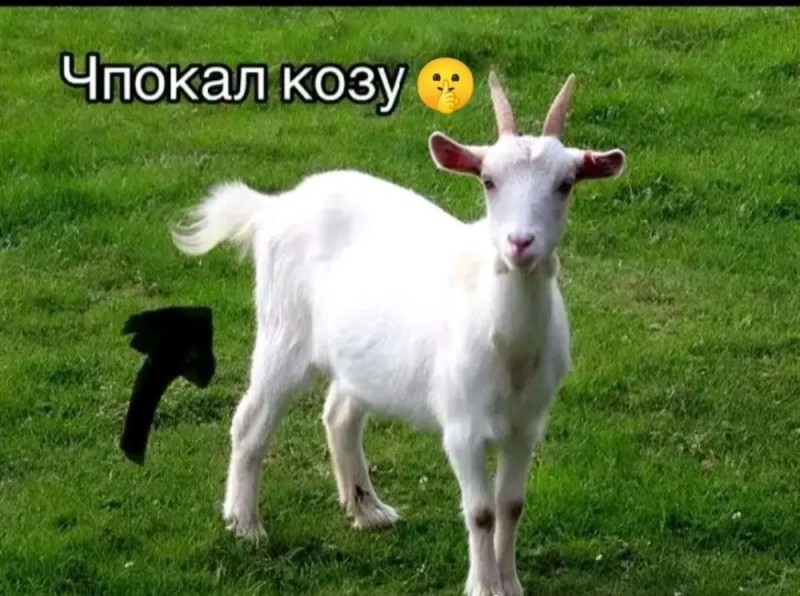 Create meme: goat, goat goat kid, goat goat