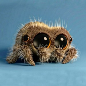 Create meme: cute spider, spider Lucas