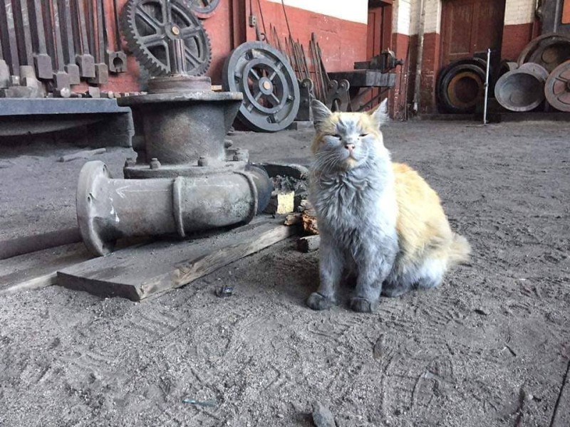 Создать мем: грязный кот, грязный кот на заводе, кошка на заводе