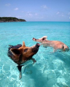 Создать мем: свинья на море, свинки на багамах, остров свиней пиг айленд