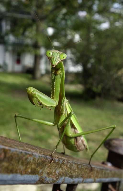 Создать мем: насекомое богомол, богомол обыкновенный, praying mantis