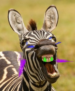 Create meme: zebra smile, Zebra, zebra