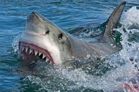 Create meme: shark , great white shark (carcharodon carcharias), shark attacked a man